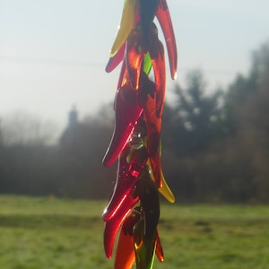 chilli sun catcher. 25 individual chillis made in fused glass, hung on a cord, also chilli keyrings, lovely gift. Nice for the kitchen/diner