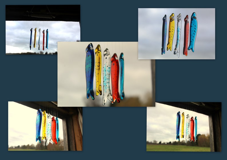 fish wind chimes hanging from driftwood. Fishes made in fused glass and make a lovely wind chime. 5 colours