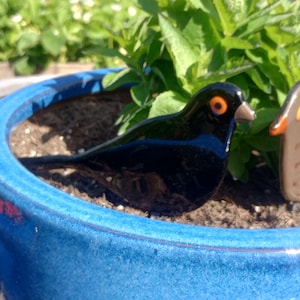 Puede incluir: Un pájaro de cerámica negro brillante con ojos naranjas y pico marrón descansa en una maceta de cerámica azul llena de tierra y plantas verdes. También hay otra figura de pájaro en la maceta.