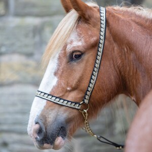 Puede incluir: Primer plano de un caballo marrón y blanco con una cabezada negra y dorada. El caballo está mirando hacia abajo y hacia la izquierda. La crin del caballo es rubia y fluida.