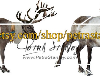2 Reindeer Overlays - Set of 2 Transparent Reindeer - Photoshop Reindeer - Reindeer Clipart - Digital Overlay - Instant Download - PNG Deer