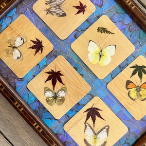 Posavasos de papel de bambú japoneses vintage con mariposas y hojas prensadas - Juego de 6, mediados de siglo, hechos en Japón