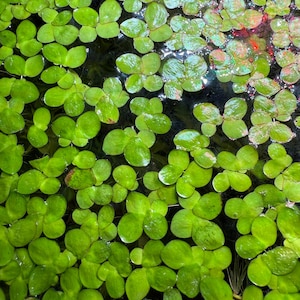 Giant Duckeeed Floating Plant
