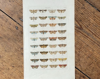 Antique Hand-Colored Moth Print – 1839 Entomology Illustration - Phalaena