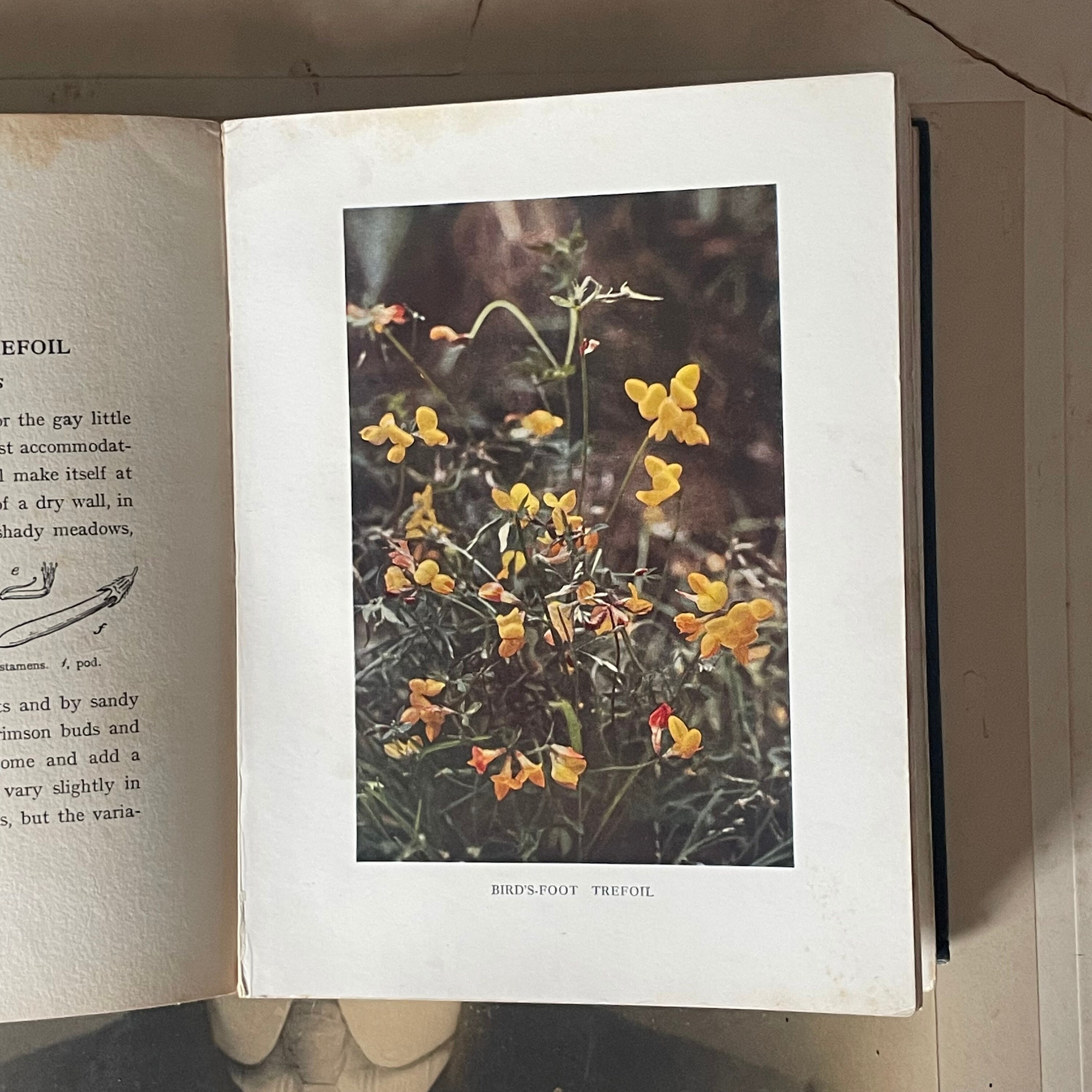 Antique Book - Wild Flowers as They Grow Photographed in Colour