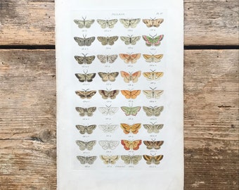 Antique Moth Print - Hand-Colored Wood Block, 1839 - Phalaena
