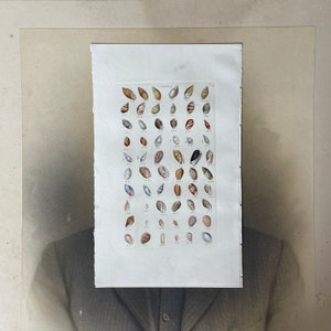 Impresión de fabulosas conchas antiguas - 1856 - Voluta - Coloreada a mano