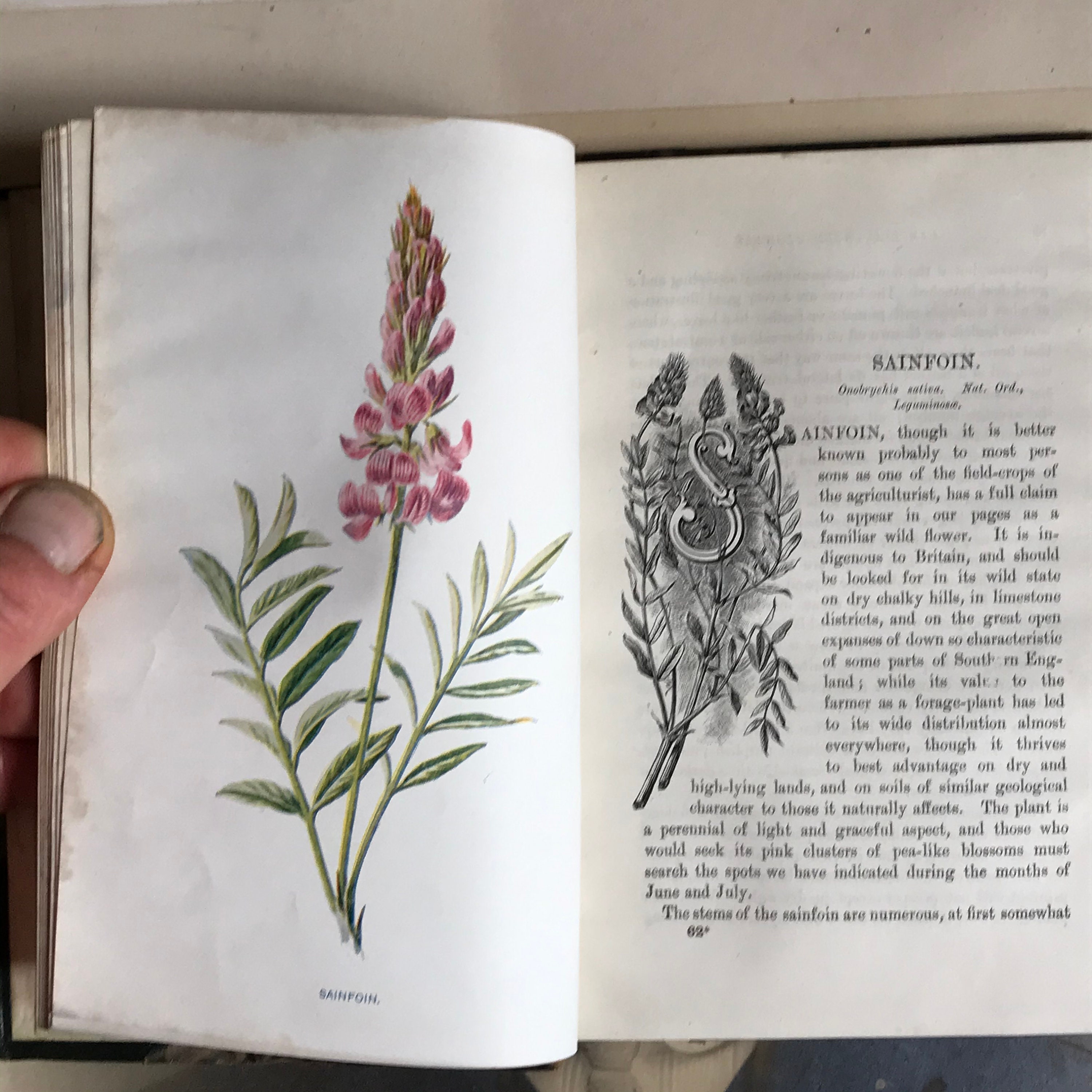 Lot De 4 Livres Vintage 1890 - Fleurs Sauvages Par F. Edward Hulme - Reliure Cartonnée - État Correct