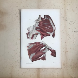 May include: Anatomy print featuring detailed illustrations of shoulder muscles. The artwork, labeled "Fig. 1" and "Fig. 2," showcases the intricate structure of the human anatomy with red and white coloring. The print is on aged paper.
