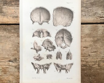 Antique 1844 Anatomy Print – Skull Bones Lithograph