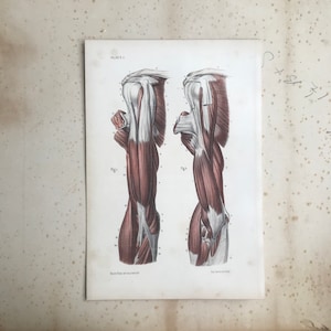 Antique Anatomy Print - 1844 - Upper Arm - Shoulder - Muscles - Tendons