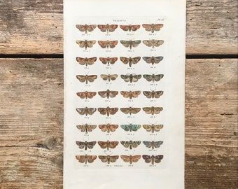 Antique Moth Print - Hand-Colored Wood Block, 1839 - Phalaena