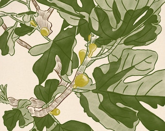 Botanischer Kunstdruck mit Feigenbaum, mediterrane Illustration, elegantes Wandposter