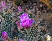 Southwest Art, Cactus Flower, Desert Decor, Purple, Cactus, Desert Picture, Desert Art, Southwest Photo, Fine Art Photography, Wall Art