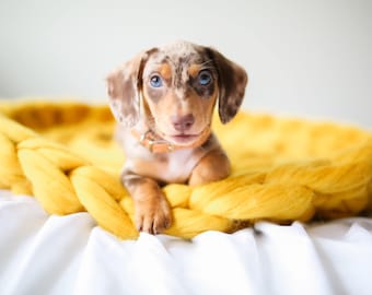 100% merino wool mat. Dog/cat mat. Bed insert/lining .