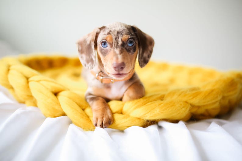 100% merino wool mat. Dog/cat mat. Bed insert/lining . image 1