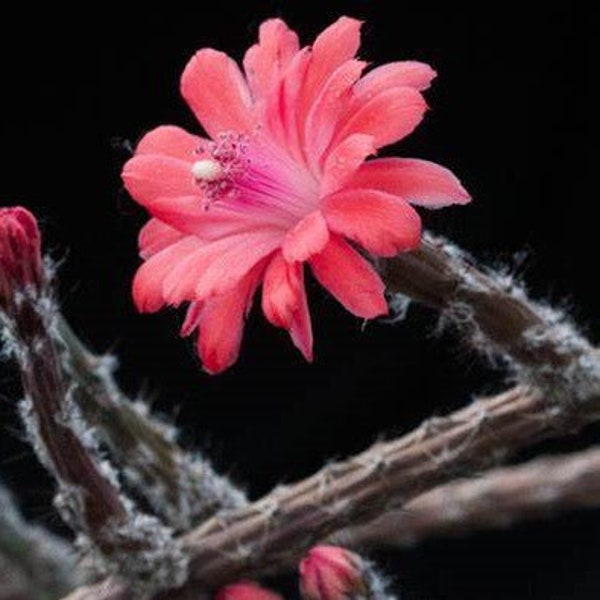 Peniocereus Viperinus (Collector's Plant)