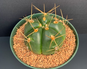 Gymnocalycium Horstii (Spider Cactus)
