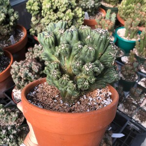 Cereus Forbesii Monstrose (Ming Thing)