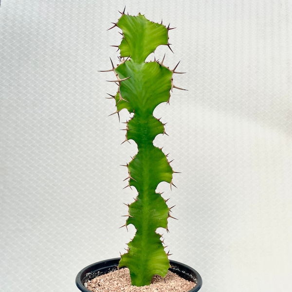 Euphorbia Grandicornis (Cows Horn)