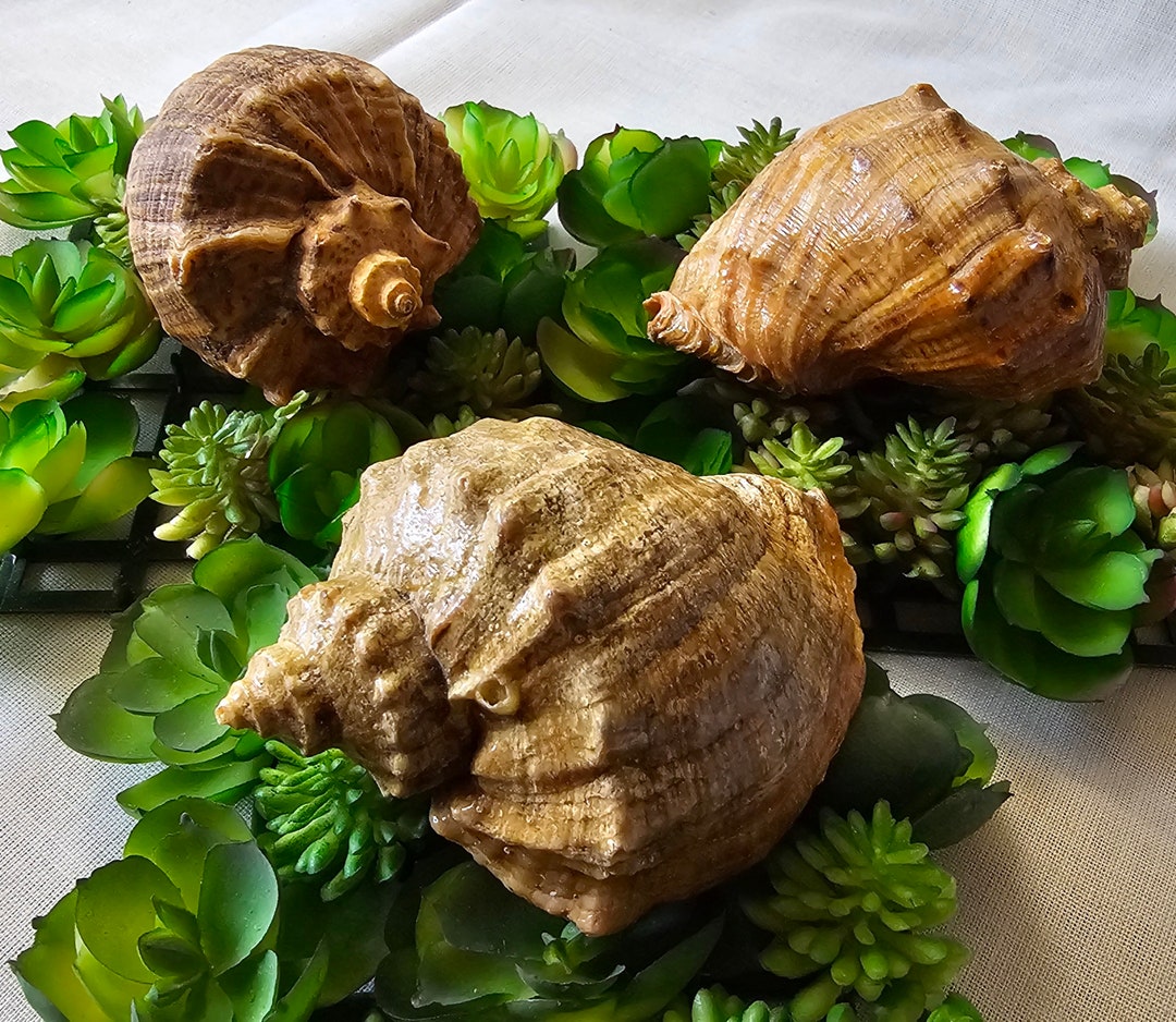 Natural Horned Conch Shell Set: Beach Aquarium Decor, 3-inch - Etsy