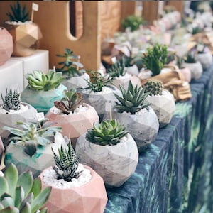 Blush Pink Geometric Concrete Planter, Cement Succulent Pot, Marble Pots, Cactus Small Pot, Marble, Dusty Rose