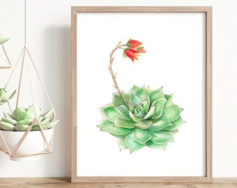 Echeveria Succulent watercolour painting print, cactus, botanical  plant art print, green home decor, giclee print