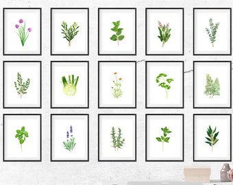 Set of 15 Herbs watercolor painting giclee prints, botanical paintings, herb illustration, green kitchen wall art decor