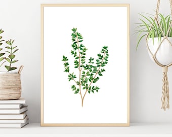 Thyme print of watercolour painting, Herb painting, Botanical Print, green home decor art print, kitchen decor