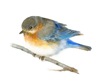 Baby Bluebird Watercolor Painting Art Print, blue bird chick illustration