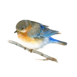 Baby Bluebird Watercolor Painting Art Print, blue bird chick illustration