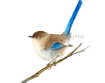 Splendid fairy wren Watercolor Painting Art Print from original painting, Malurus splendens Bird Painting