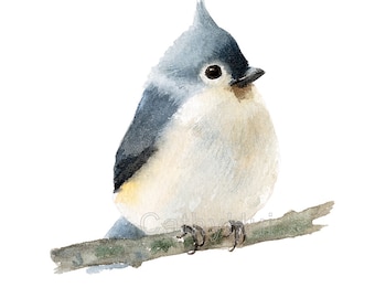 The Tufted Titmouse Watercolor Painting Art Print, bird illustration , Bird Painting