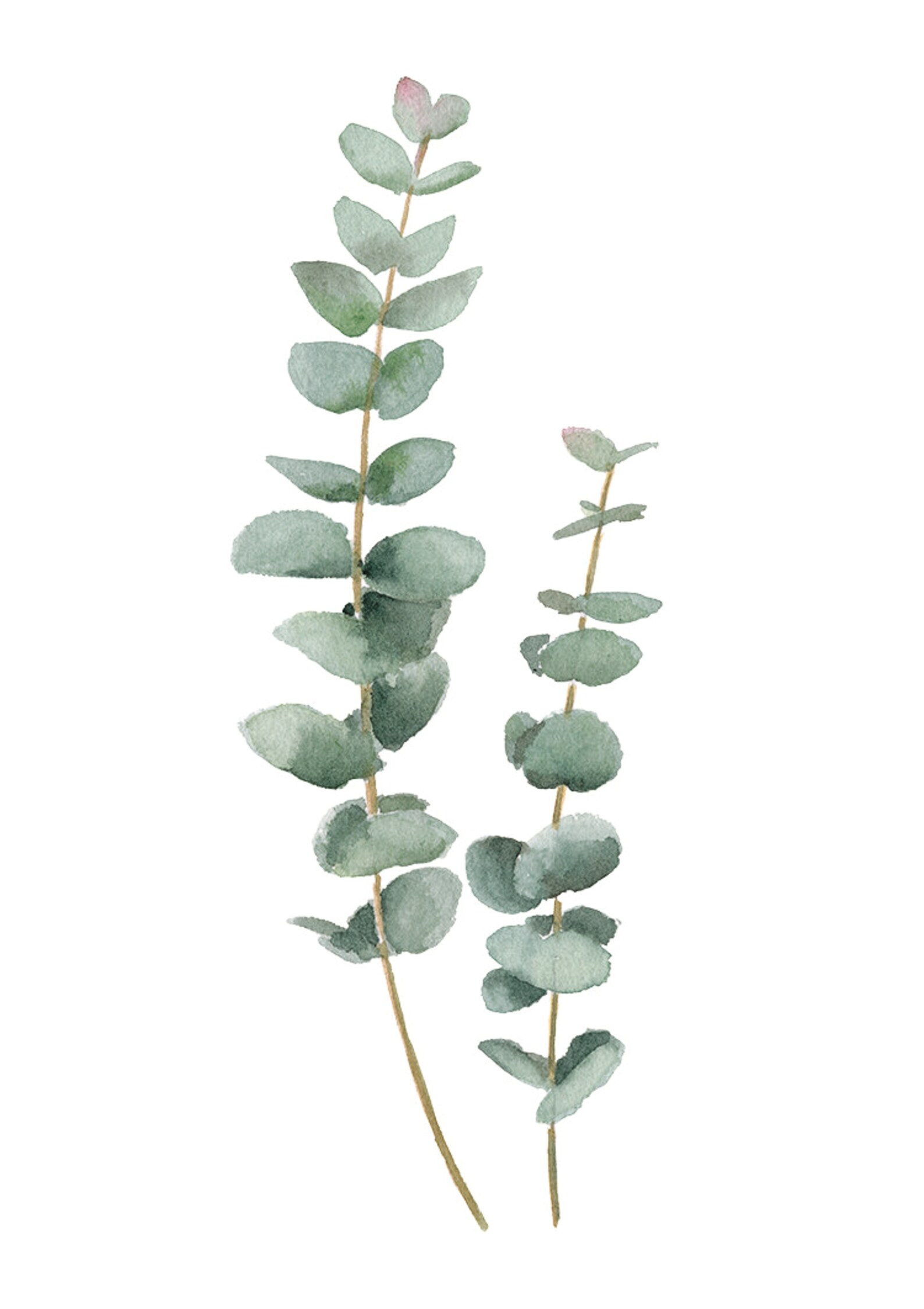 set-of-3-eucalyptus-prints-watercolour-paintings-eucalyptus-etsy