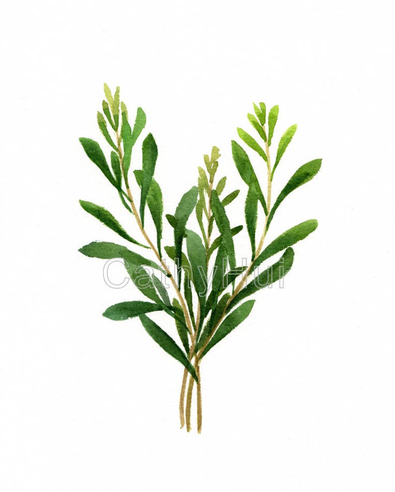Tarragon Print of Watercolour Painting Herb Painting Etsy