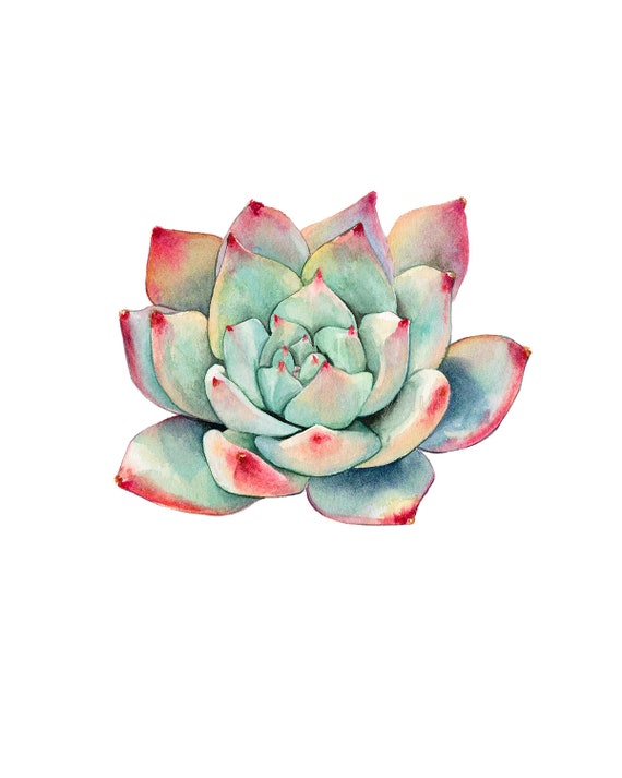 Download Boho Home Decor Botanical Art Succulents Print Watercolor Succulents Cacti Print Cactus Watercolor Eclectic Home Farmhouse Style Art Collectibles Painting Kromasol Com