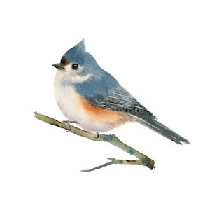 Tufted Titmouse Watercolor Painting Art Print, Bird Painting, nursery room decor