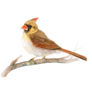 Vrouwelijke rode kardinaal aquarel schilderij Art Print, vogelillustratie, vogelschilderij