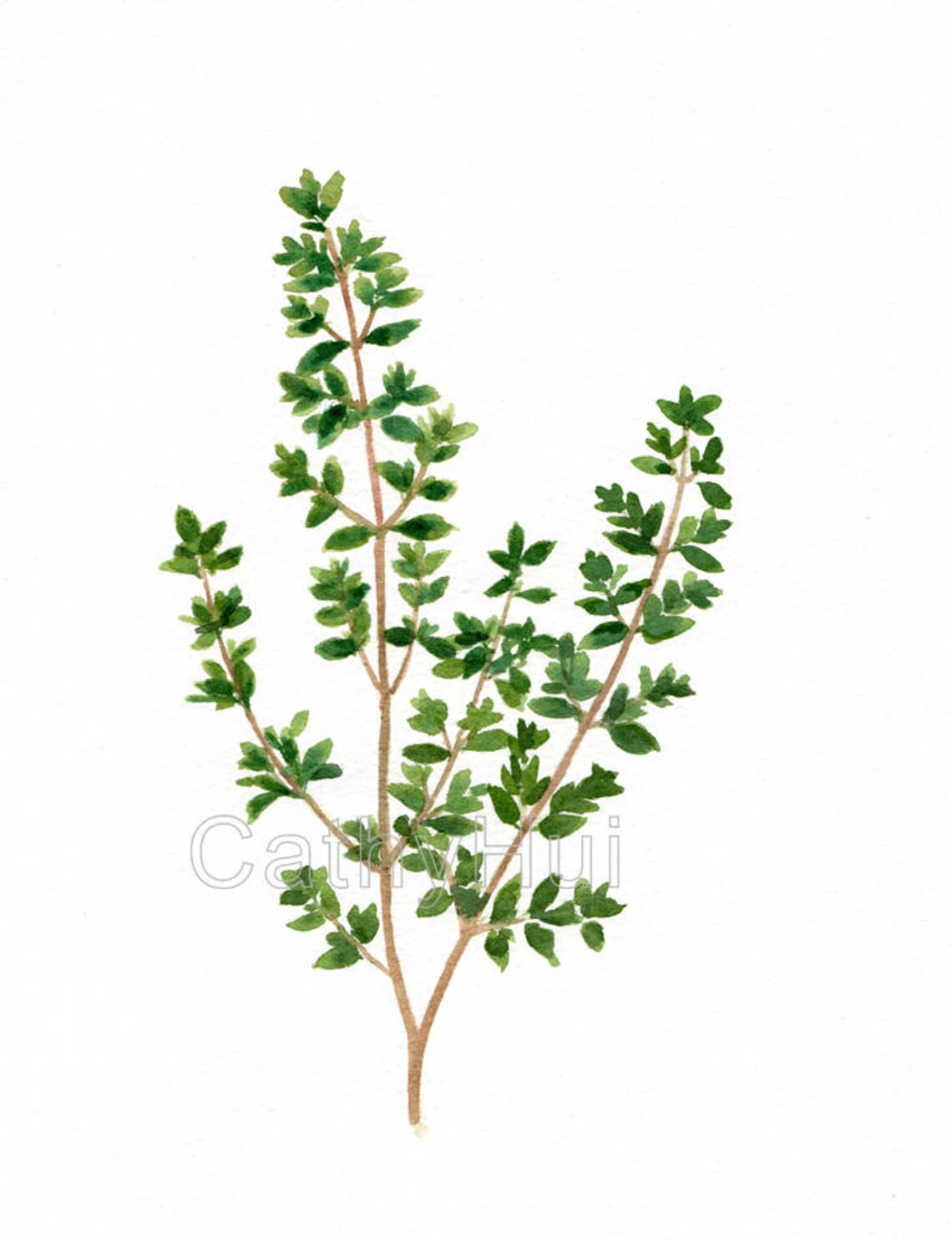 Thyme Print of Watercolour Painting Herb Painting Botanical Etsy