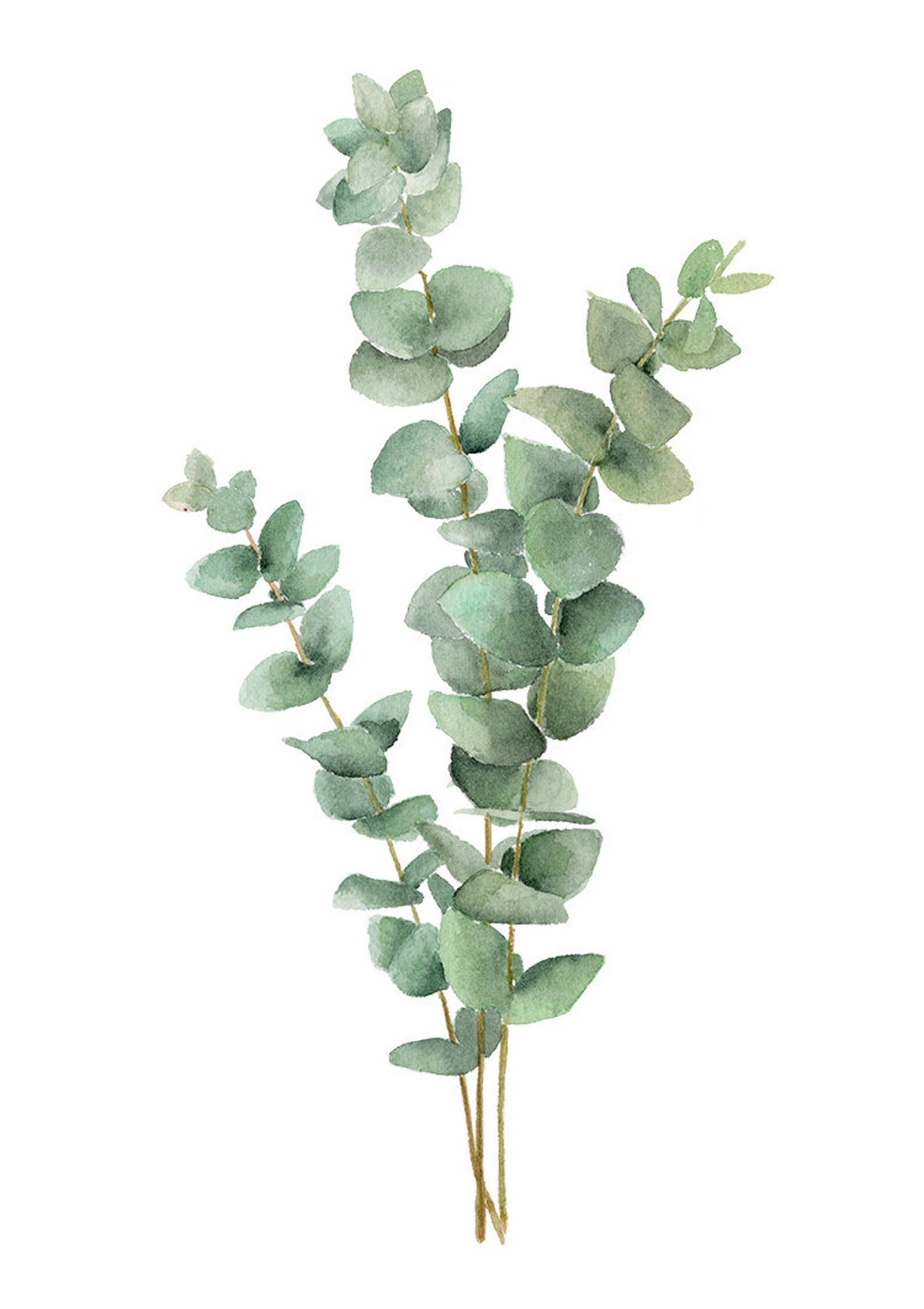 set-of-3-eucalyptus-prints-watercolour-paintings-eucalyptus-etsy