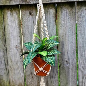 Macrame plant hanger, boho decor, bohemian, rustic, cottage chic, boho chic, hanging planter, urban jungle, plant lady image 2