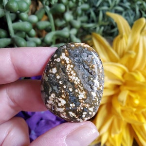 Pierre de palmier Ocean Jasper, .67 oz, jaspe orbiculaire, géométrie sacrée, grandes pierres tombées, cristaux de guérison, terreux, #X52