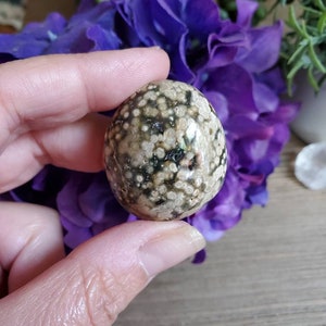 Pierre de palmier Ocean Jasper, 1 oz, jaspe orbiculaire, géométrie sacrée, grandes pierres tombées, cristaux de guérison, terreux, #X23