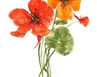 nature painting Daffodils birthday rich yellow gold and orange kids room gift botanical Cate Mandigo Art watercolor original art