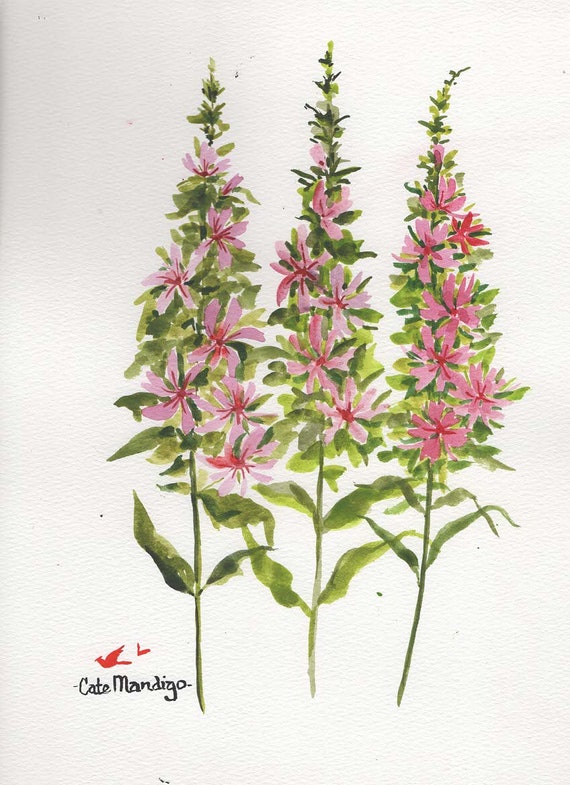 La salicaire pourpre, art floral botanique, peinture originale de