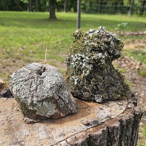 May include: Two pieces of weathered wood, possibly tree trunk sections, sit on a tree stump. One is covered in green moss and white lichen, the other has a textured, gray surface with patches of lichen. The background shows a grassy area and trees.
