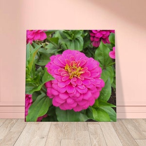 Pink Zinnia Flower - canvas wall art picture original photography art home decor digital art slim thin Various Sizes Christmas gifts