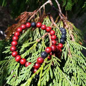 May include: A red and black beaded bracelet with lava rock beads. The bracelet is on a green leafy branch.