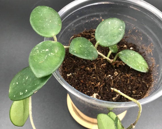 Hoya Mathilde