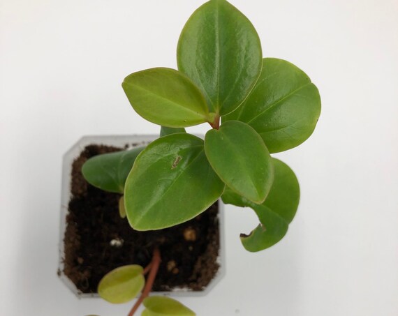 Peperomia Glabella